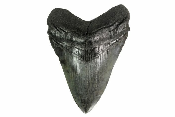 Fossil Megalodon Tooth - South Carolina #160255